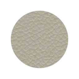 Sand Dollar
